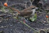 20170225_Bruine Klauwier_Den Helder_03